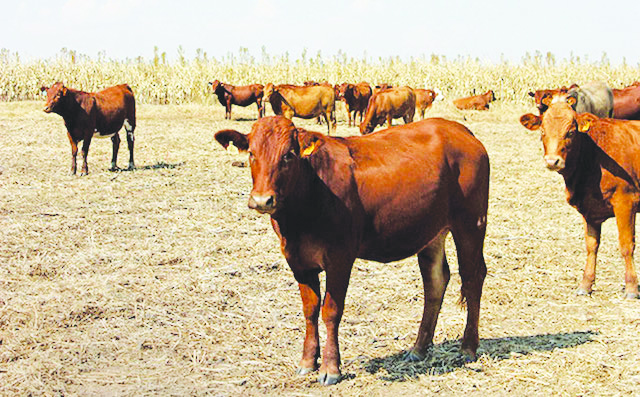 1,4 million cattle sold during drought … restocking hinders supply of ...