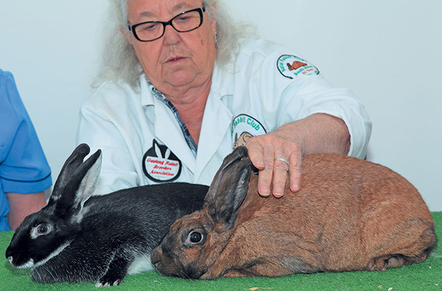 Tips for starting a rabbit farm - The Namibian