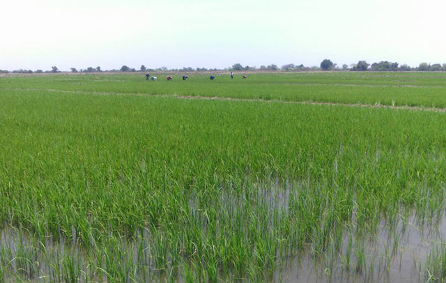 Last year's rice still in Kalimbeza silos - The Namibian