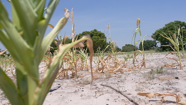 Maize production drops drastically due to drought