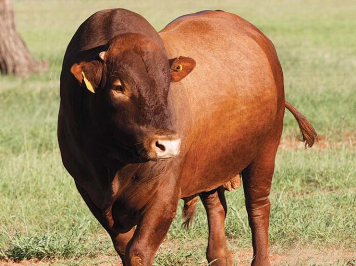 Know Your Livestock -Bonsmara cattle breed - The Namibian