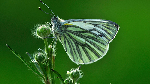 Nature s wonders Butterflies have evolved a darker version of