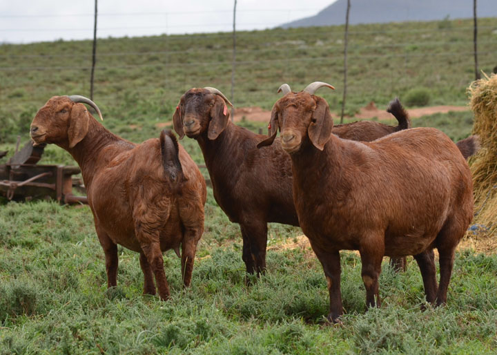 Kalahari Red Goat The Namibian