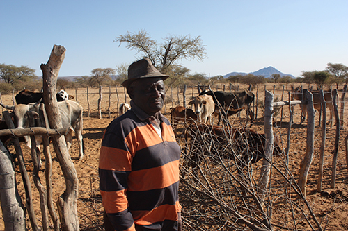 Cattle dying due to drought at Okaumbaha - The Namibian