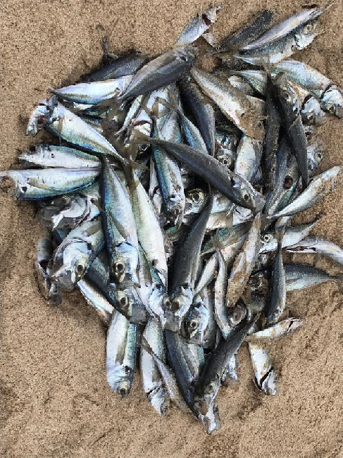 More fish 'walk out' at Swakop - The Namibian
