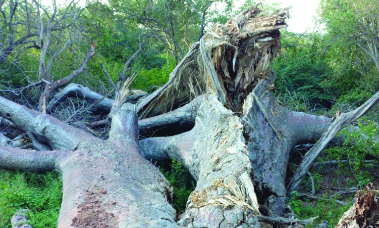 Fallen baobab tree was ‘symbol of hope’ - The Namibian