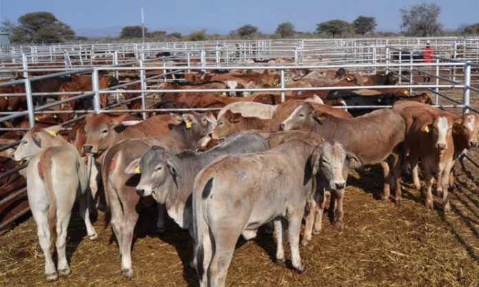 Agra Weaner Auction Series Embraces Communal Farmers Business The agra-weaner-auction-series-embraces-communal-farmers-business-the