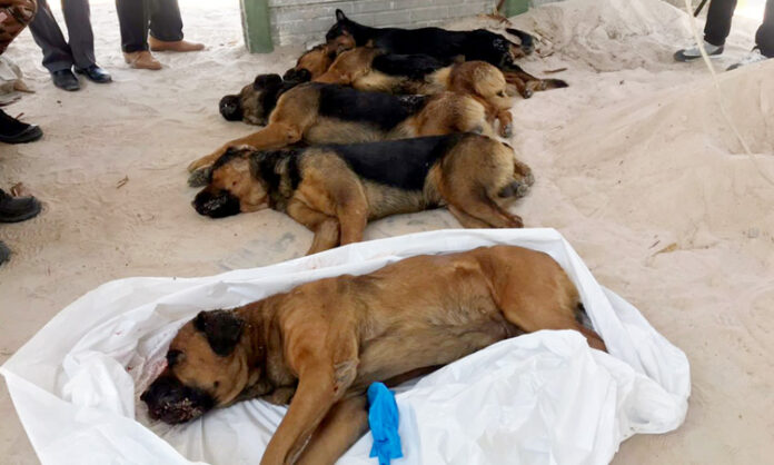 Dogs killed after fatal attack on man - News - The Namibian