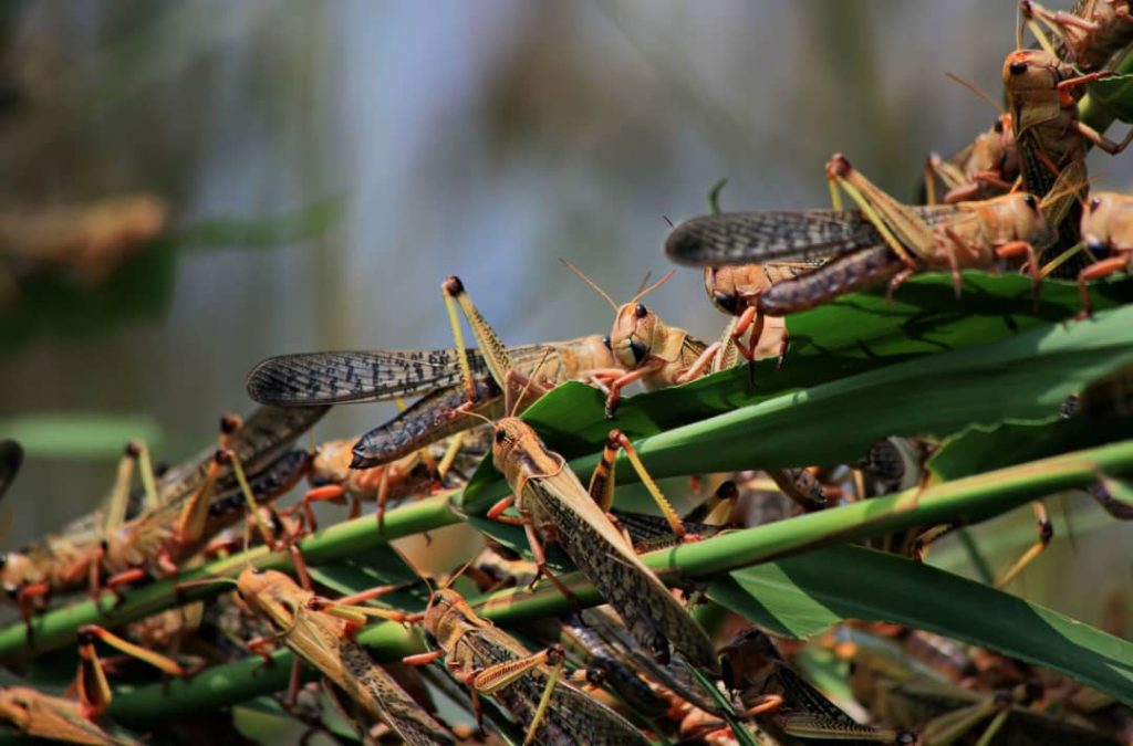 Red locust outbreak in parts of Ohangwena - National - The Namibian