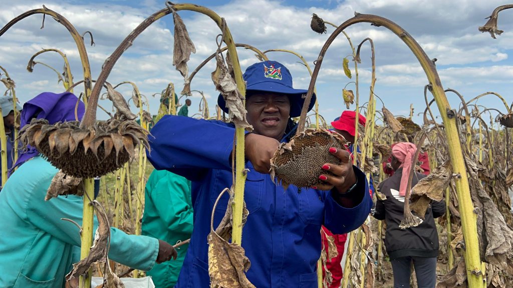 Shadikongoro green-scheme gears up to produce sunflower oil - Vimarsana News