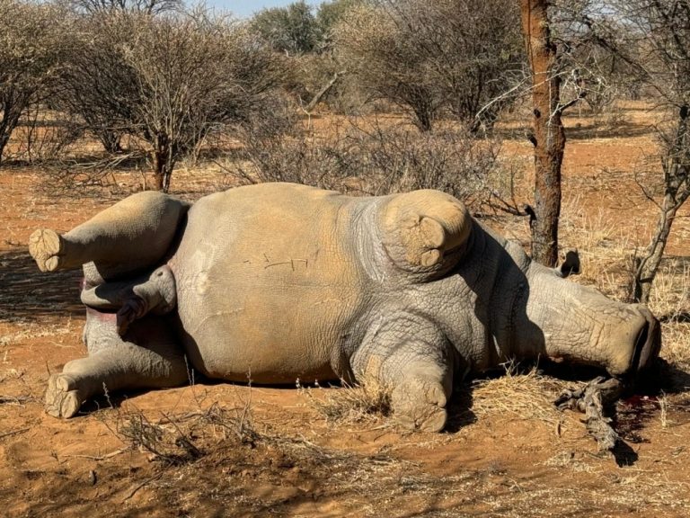 Another white rhino lost - News - The Namibian