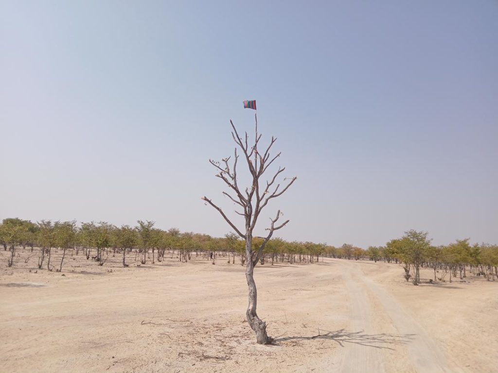 Shaningwa supports Swapo flag ‘tree decoration’ – News