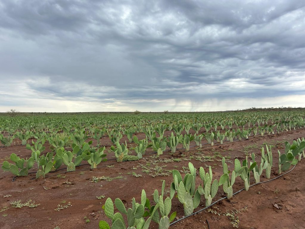 Nopal to invest N$1.8 billion in cactus farm at Maltahöhe