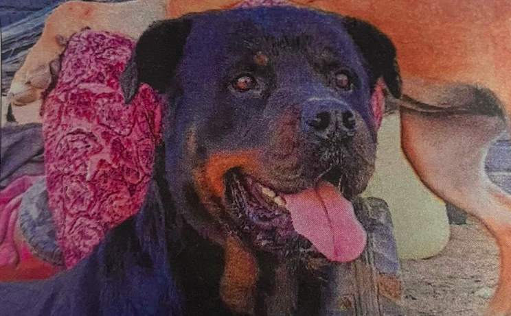 Swakopmund residents demand justice for slain dog