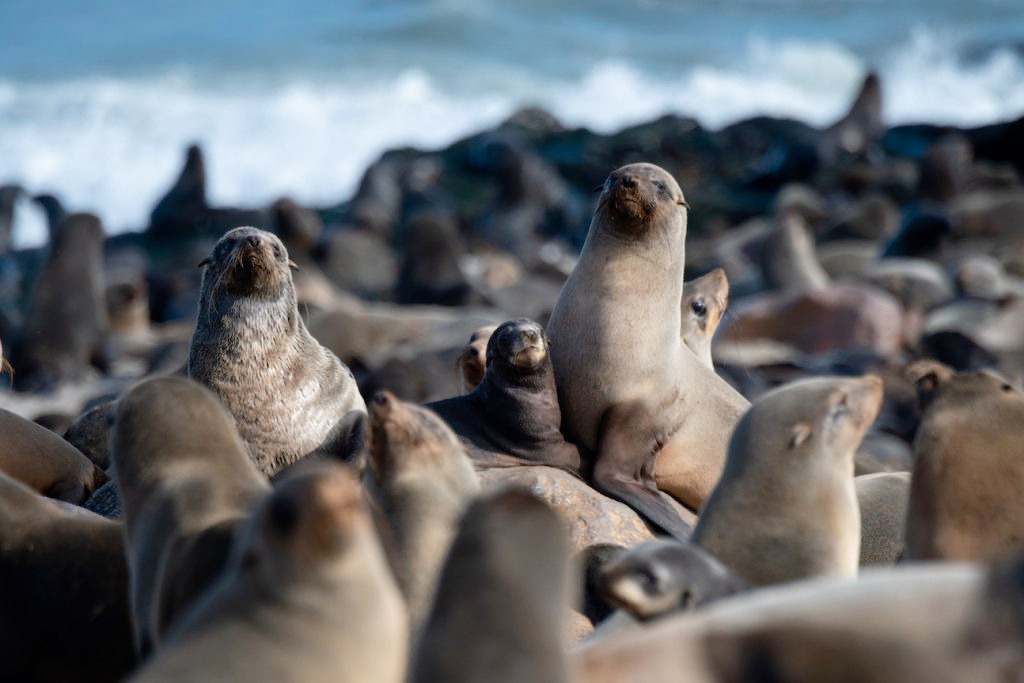 Namibia: Members of parliament propose seal quota increase to manage population, boost economy, and expand trade