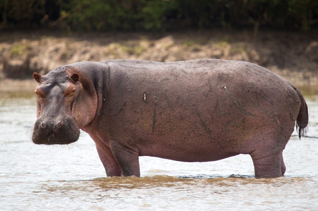 Namibia: Hippo attacks two boys in Kavango West – News Namibia: Hippo attacks two boys in Kavango West – News