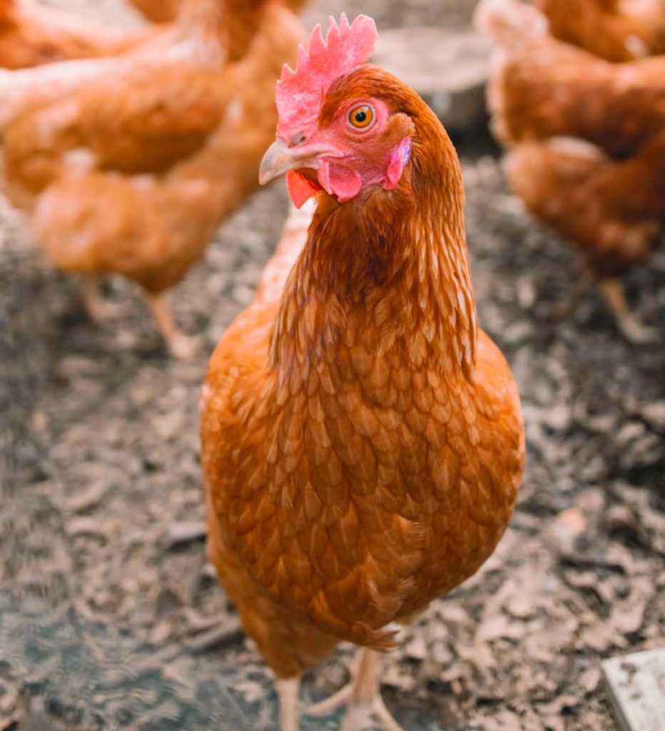 Namibia: Namibia slaughters 14 million chickens by September – Business Namibia: Namibia slaughters 14 million chickens by September – Business