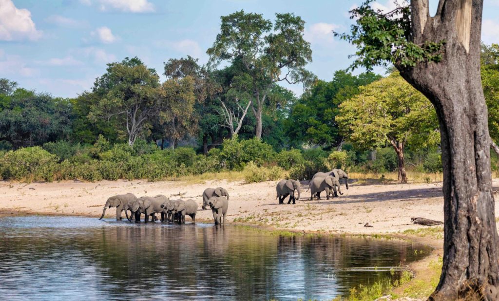 Namibia: Zambezi wildlife business yields N million – News Namibia: Zambezi wildlife business yields N million – News