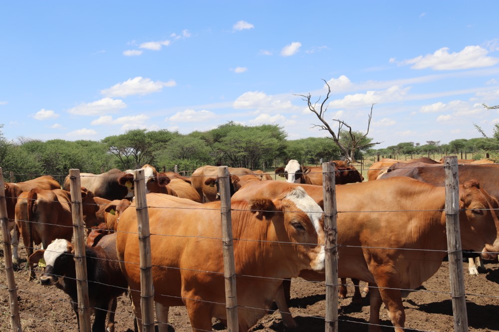 Namibia: Meatco demands halt to ‘illegal’ sale of 900 cattle – Africa Links 24