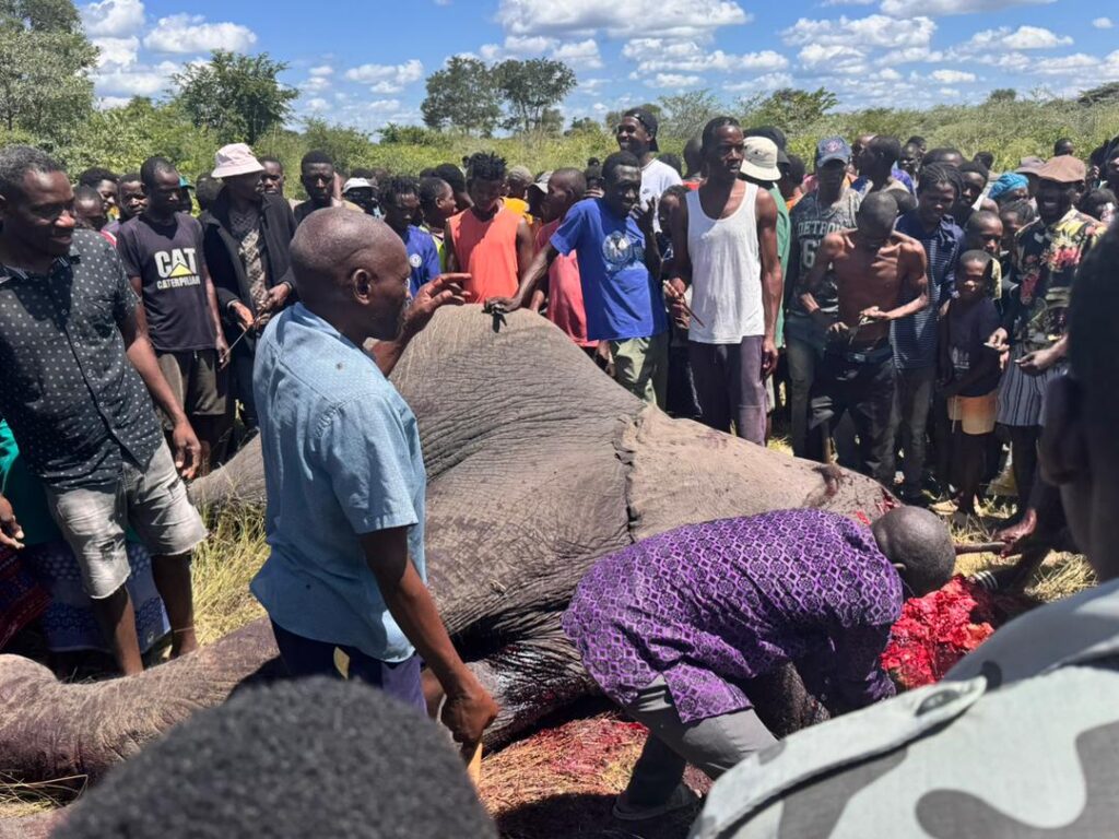 Elephant put down after attacking Zambezi teacher