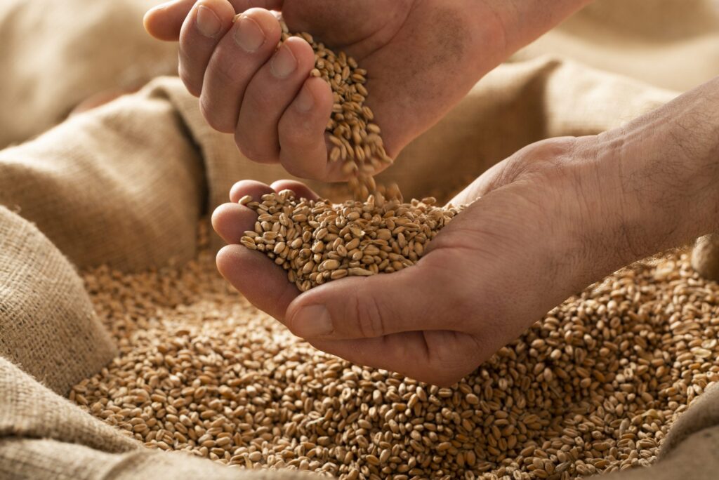 Wheat drives 375% grainproduction increase