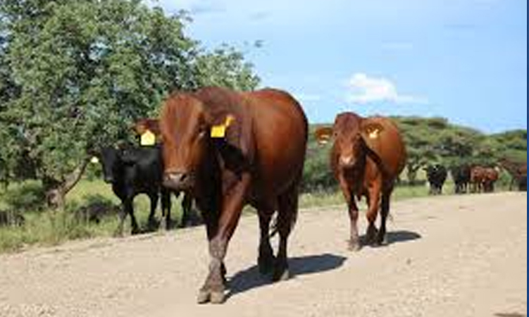 Northern livestock auctions expose quality gap