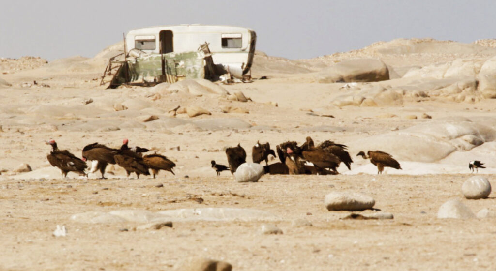 How jackals, vultures and hyenas balance the coast