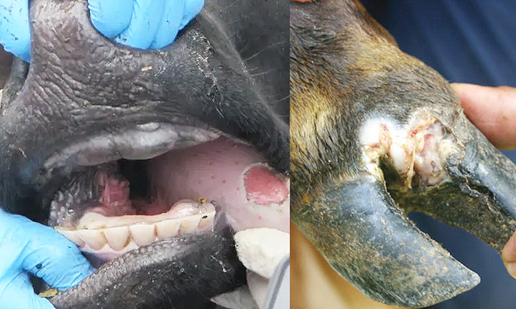 Epangelo ola ti moshilongo inamu monika omukifi wekondo nelaka