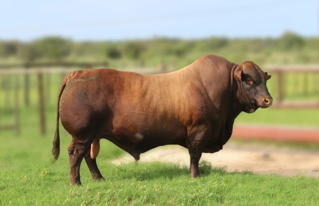 Namibia Genetics Auction records 84% clearance