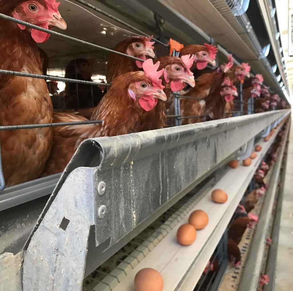 Woermann Brock adds local SME egg producers to its supply chain