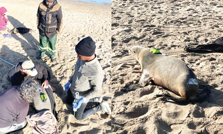 New Study on Effect of Human Activities on Cape Fur Seals