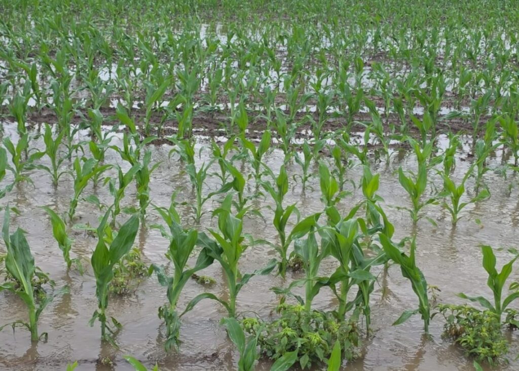 Excessive rainfall affects Musese maize production