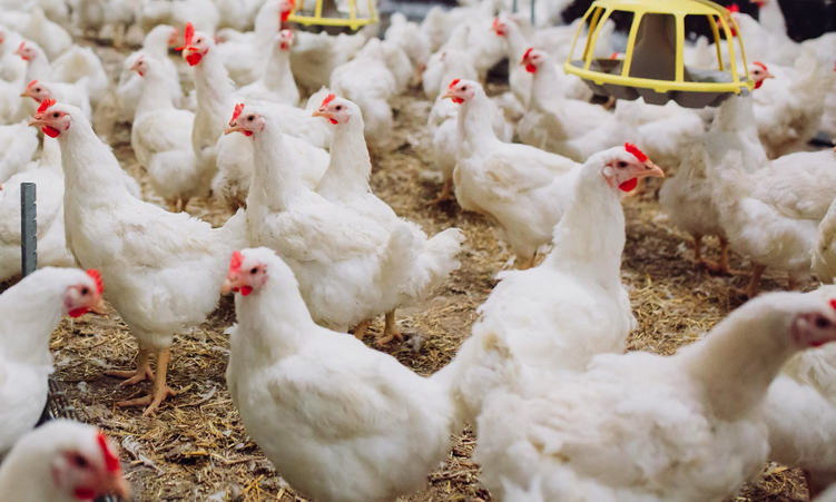 Industrial chicken farming accelerating spread of diarrhoea bacteria