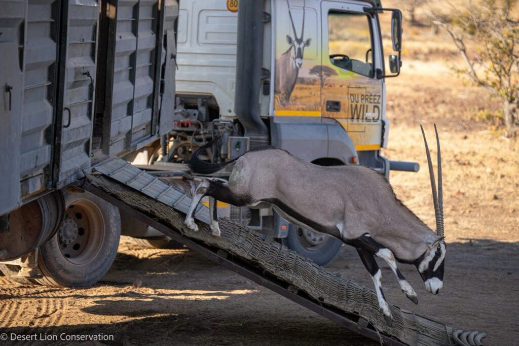 Govt moves 575 wild animals to conservancies to restock species