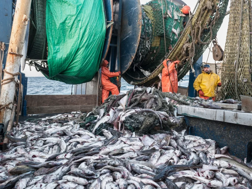 1 200-tonne by-catch haul questioned