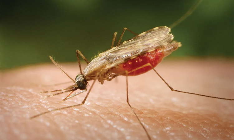 Malaria claims 122 lives as cases spike to 122 000