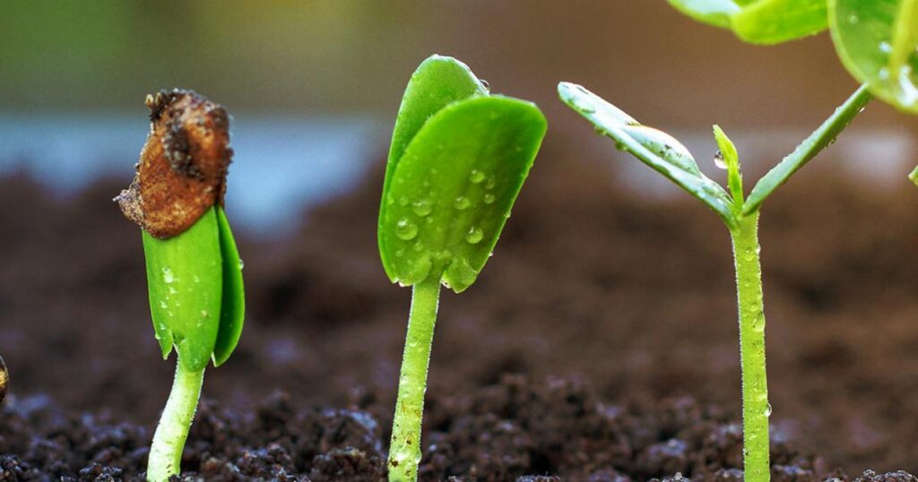 Kavango West plants seeds for regional growth