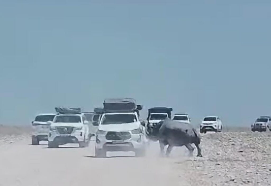 Tourists unharmed after Etosha rhino attacks car