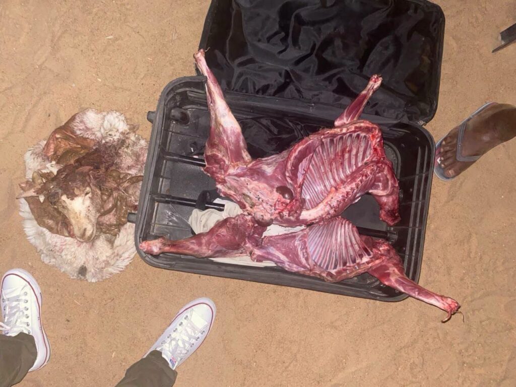 Police arrest man transporting slaughtered cattle