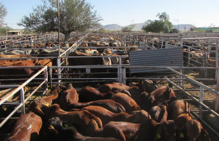 FMD outbreak halts livestock auctions across Namibia
