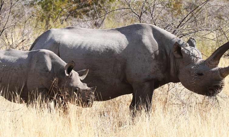 24 rhinos fall to poachers