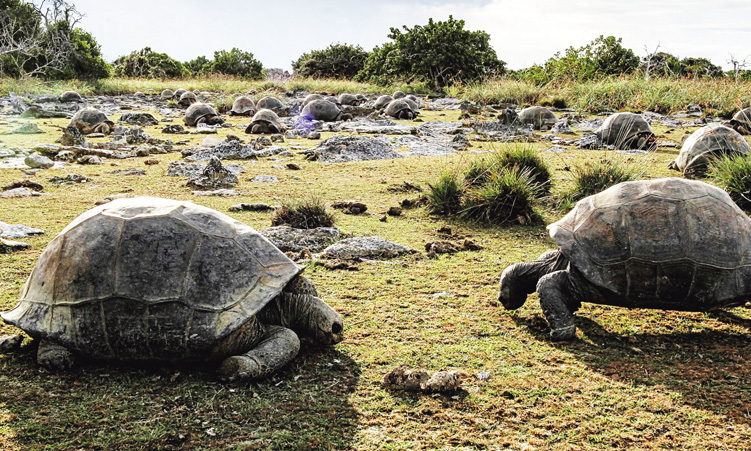 Seychelles: Scientists identify 180,000 giant tortoises on Aldabra Atoll