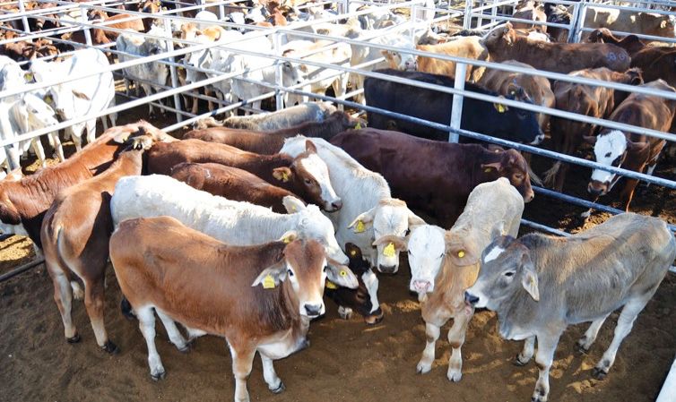 Namibia, SA discuss reopening livestock auctions