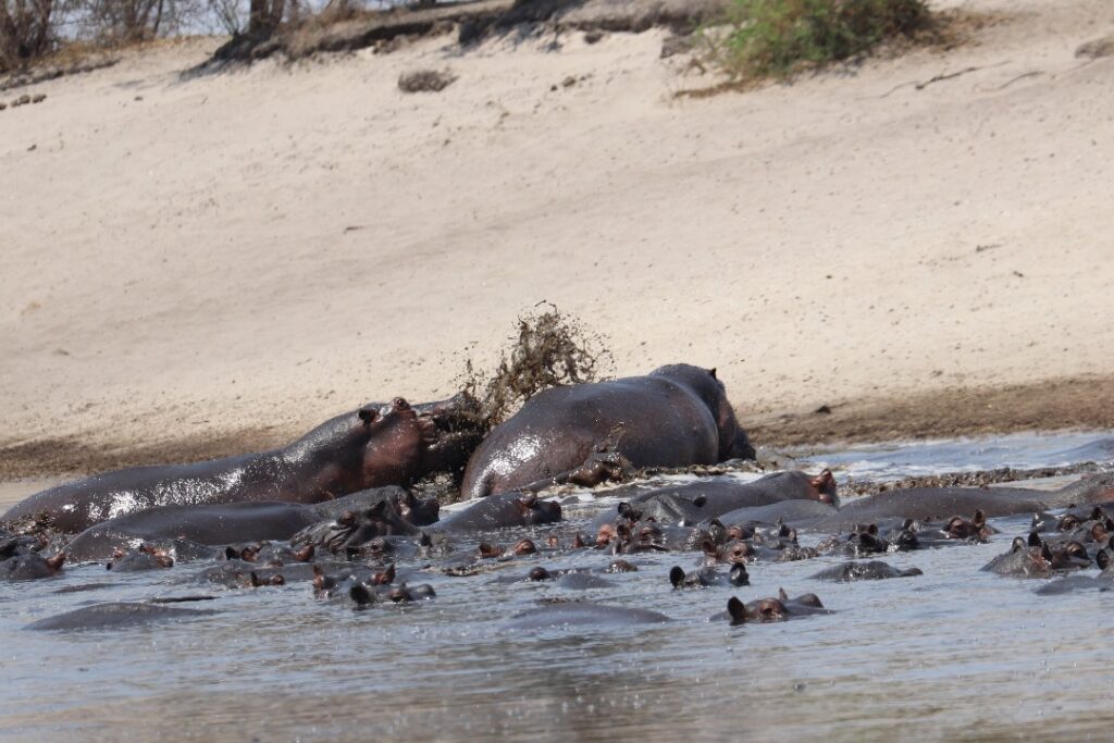 Hippo kills fisherman in Zambezi