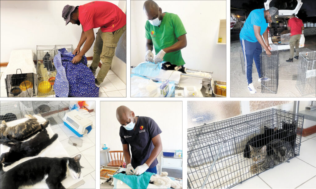 Free sterilisation helps 30 000 animals countrywide