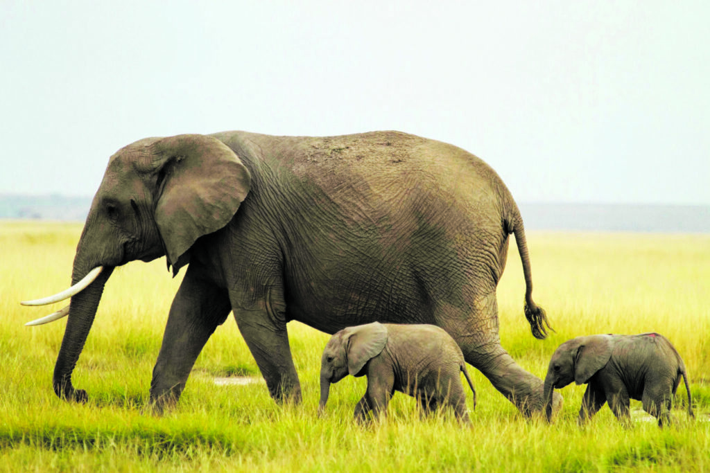 How dedicated conservation is bringing hope to Africa’s wildlife